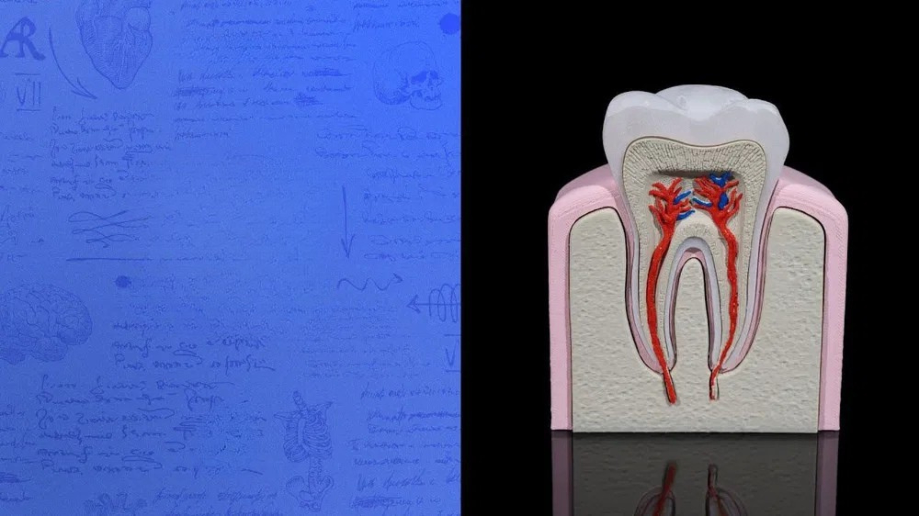 Human Body — colección KAV3D