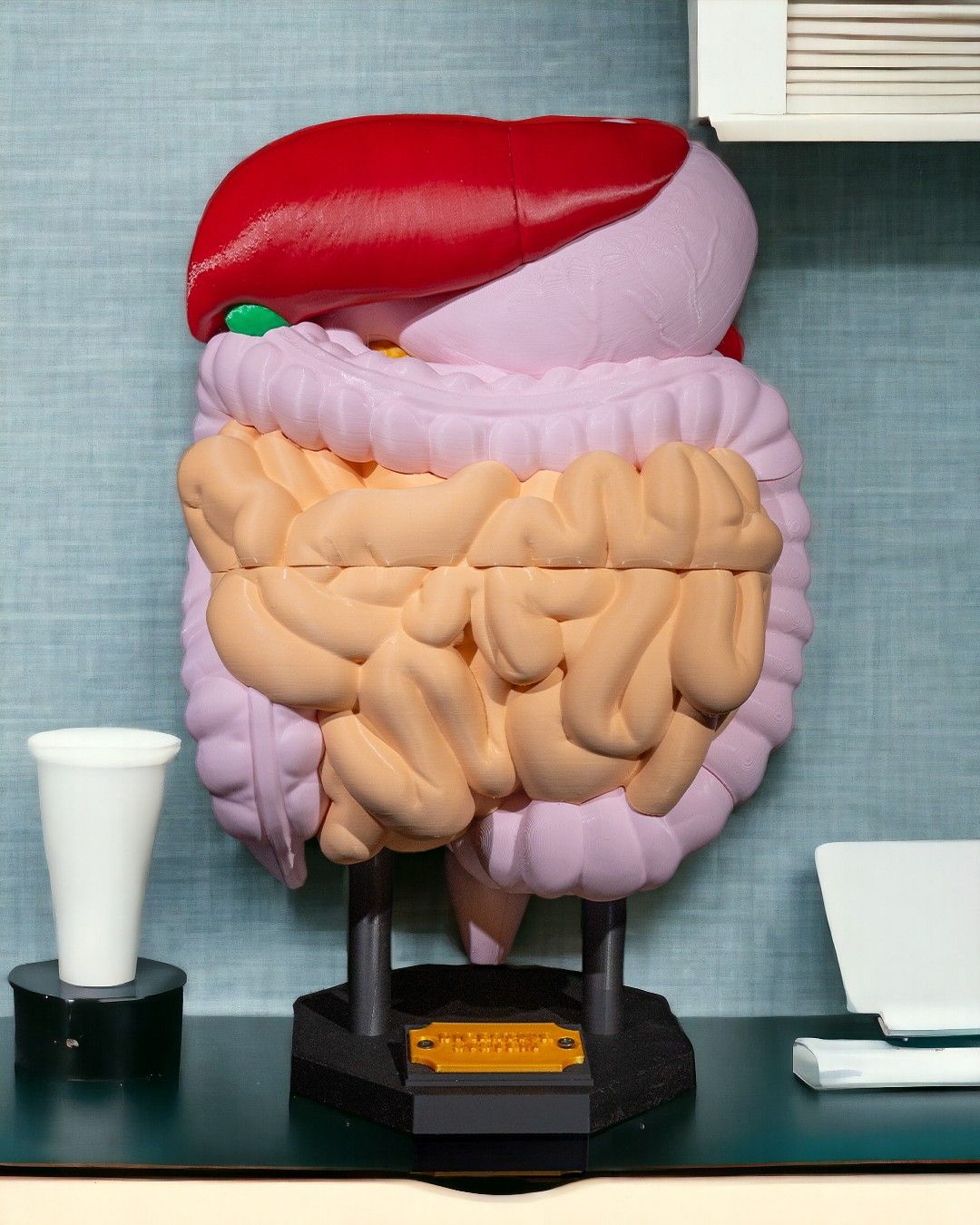 Digestive System
