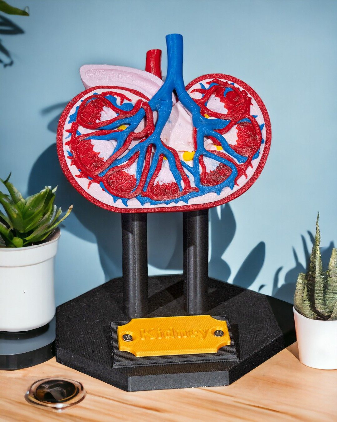 Kidney Model