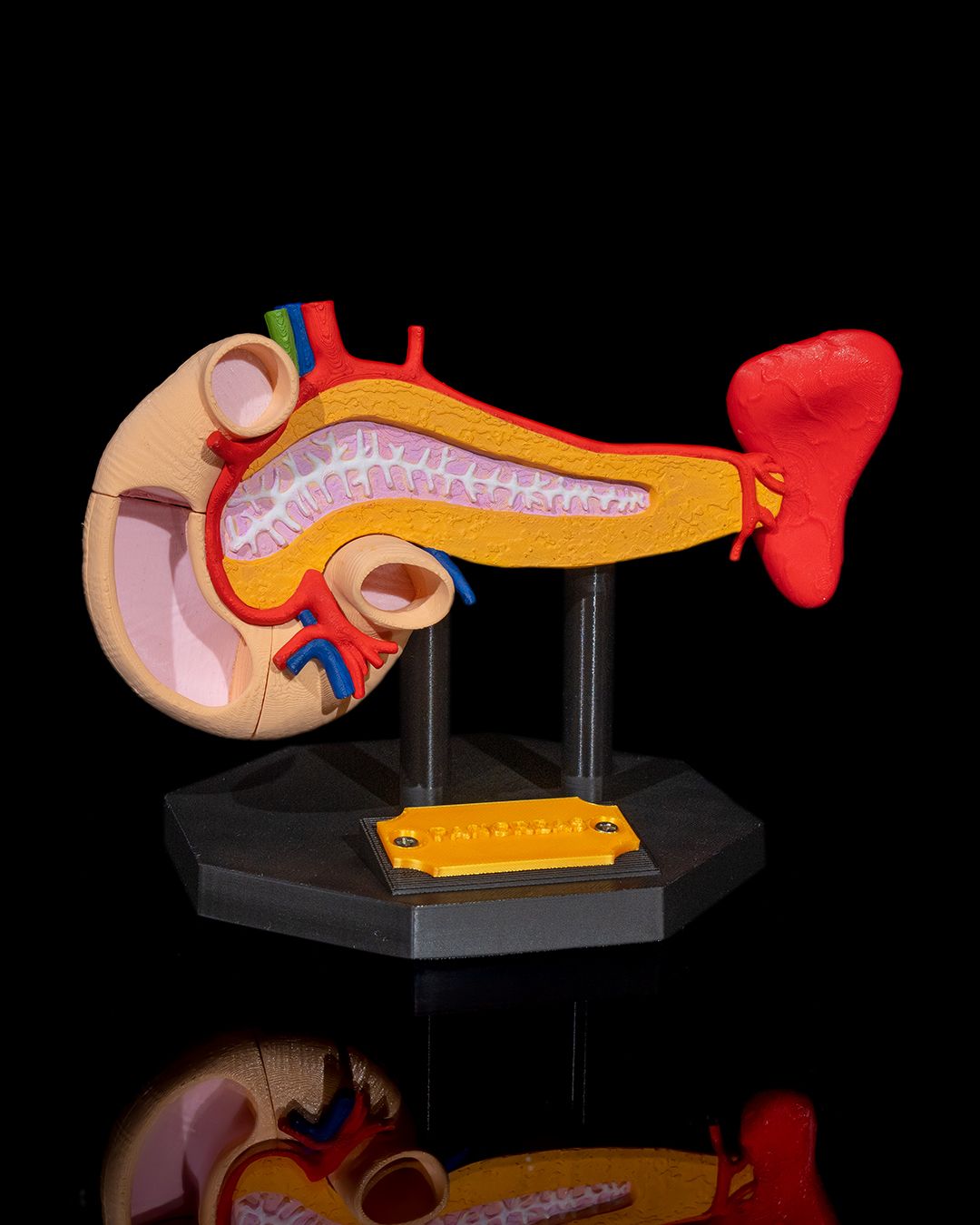 Pancreas Model