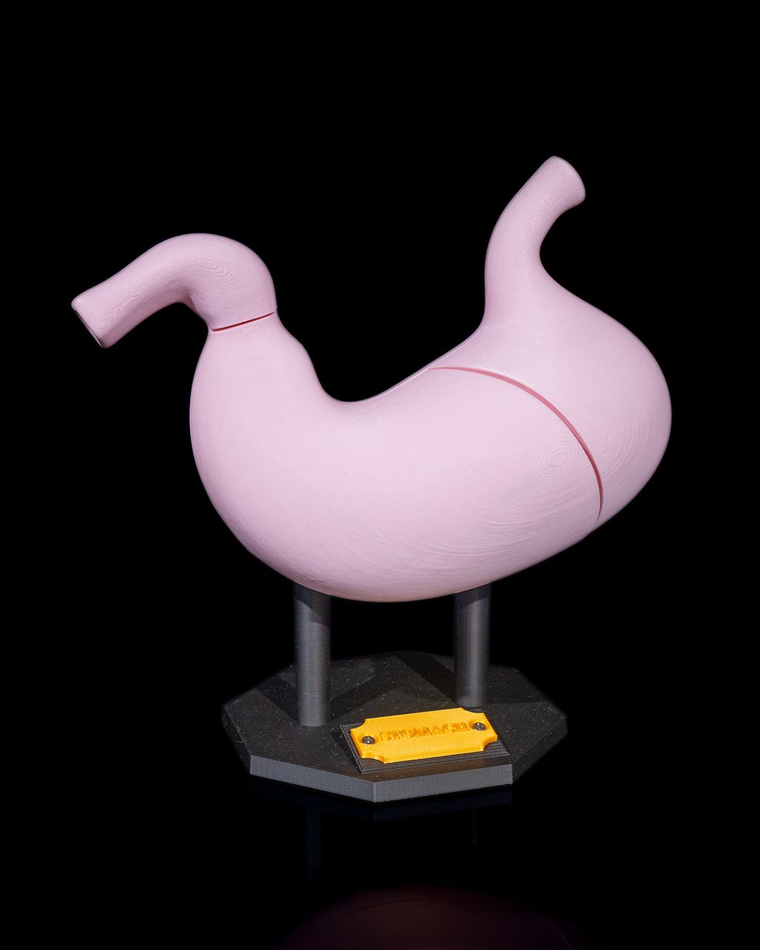 Stomach Model